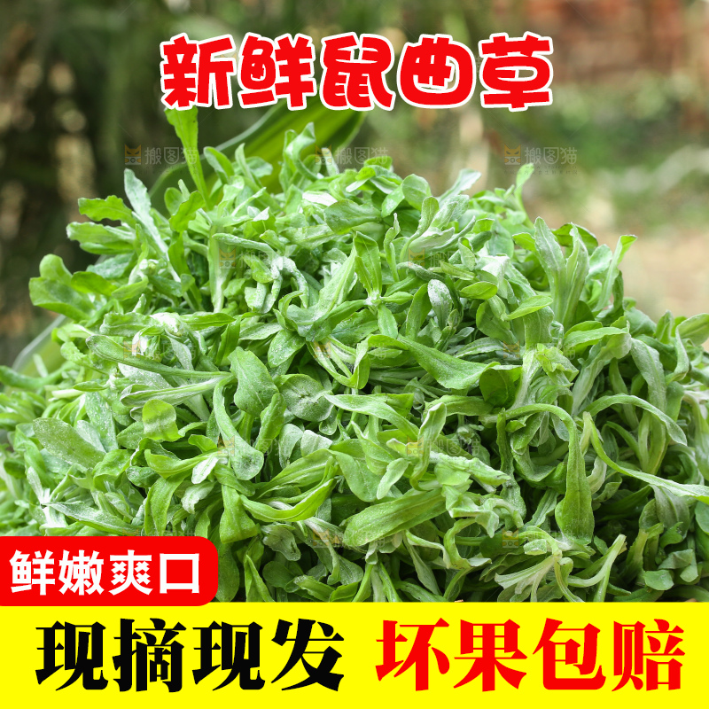 深底上的鼠曲草