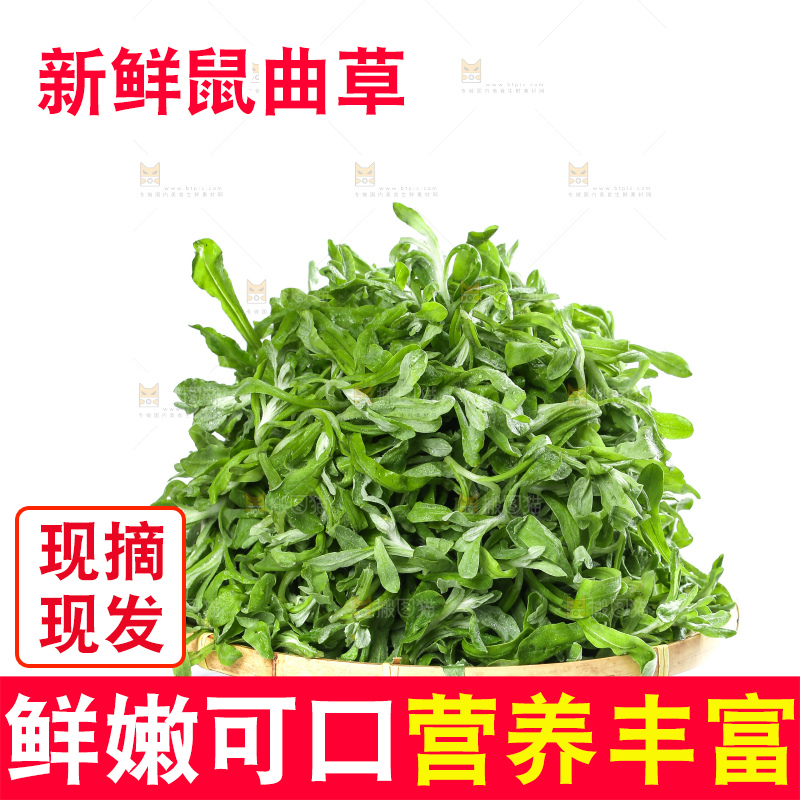 白底上的鼠曲草