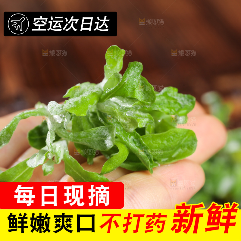 深底上的鼠曲草