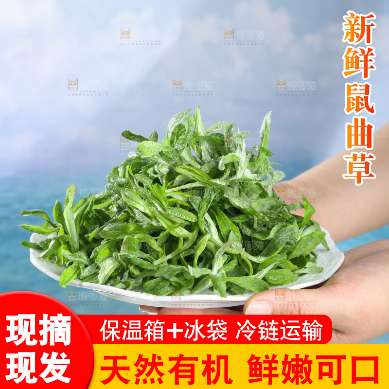 浅底上的鼠曲草