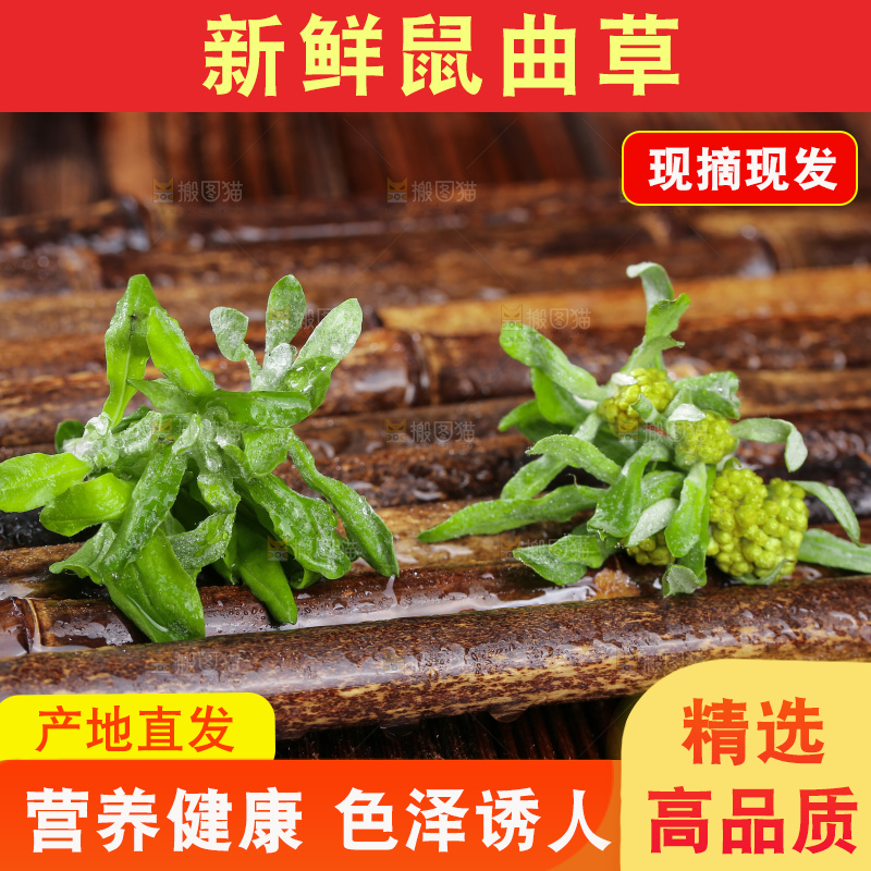 深底上的鼠曲草