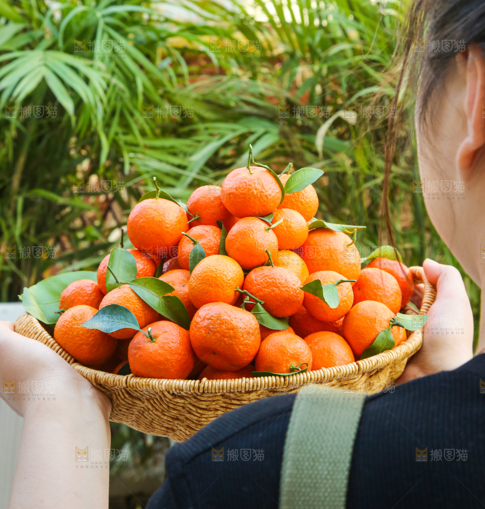 手里拿着沙糖橘