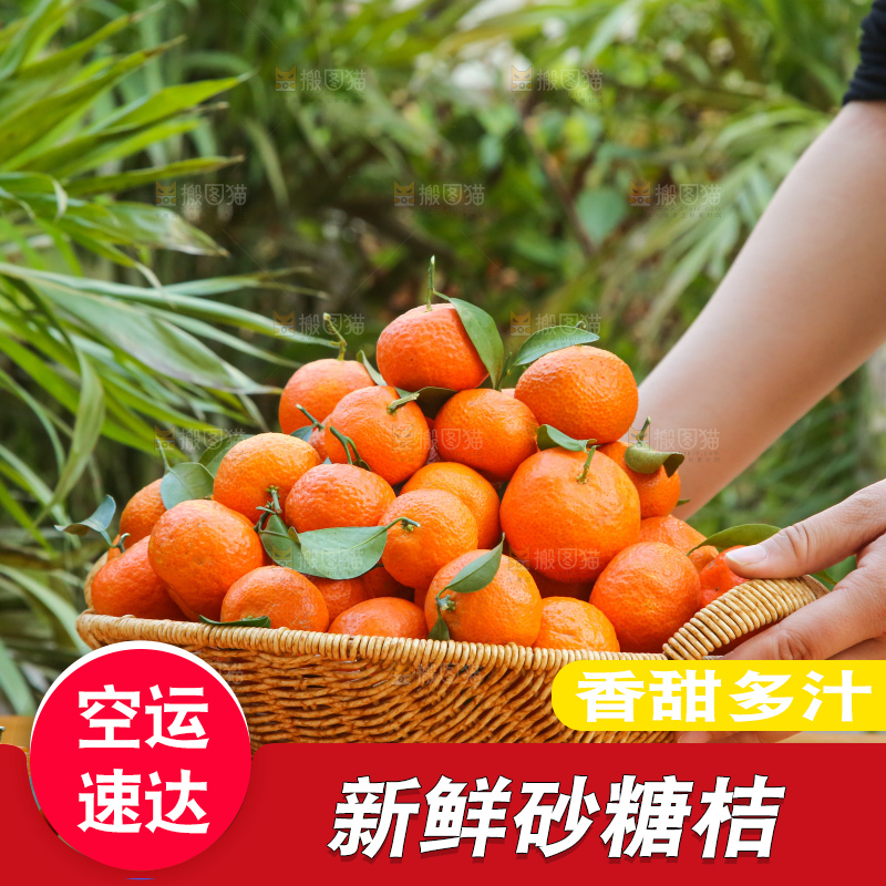 手里拿着沙糖橘
