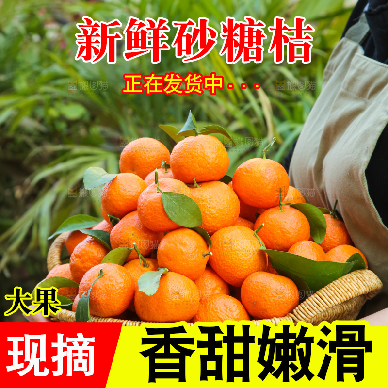 手里拿着沙糖橘