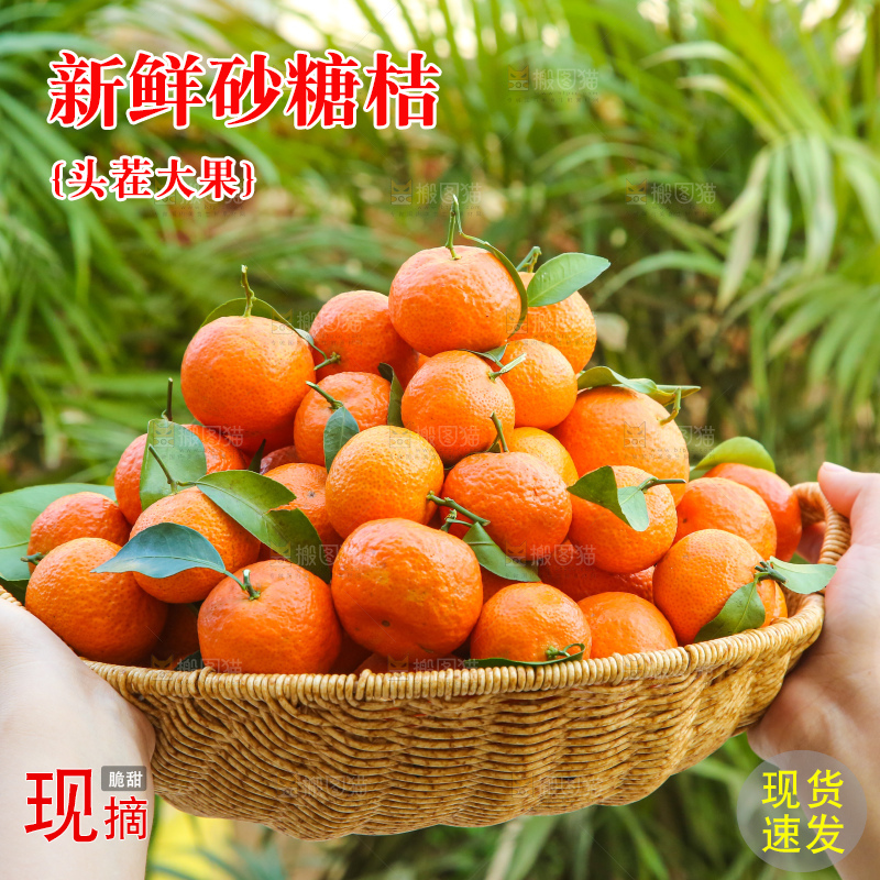 手里拿着沙糖橘