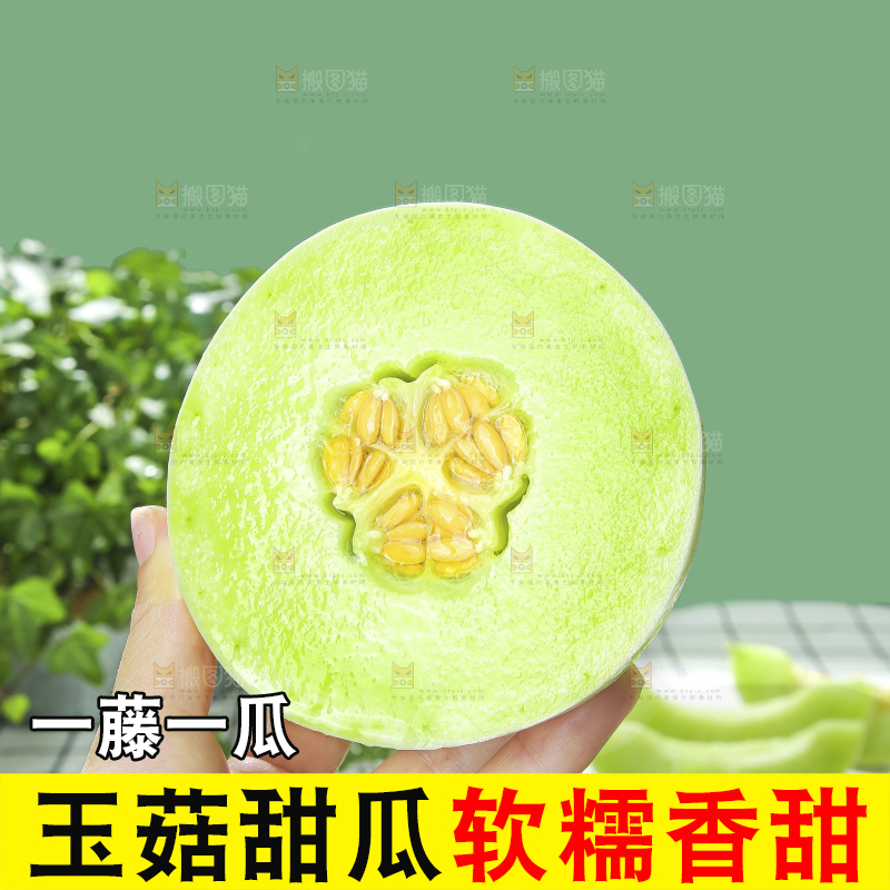 浅底上的玉菇甜瓜