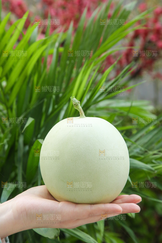 手里拿着玉菇甜瓜