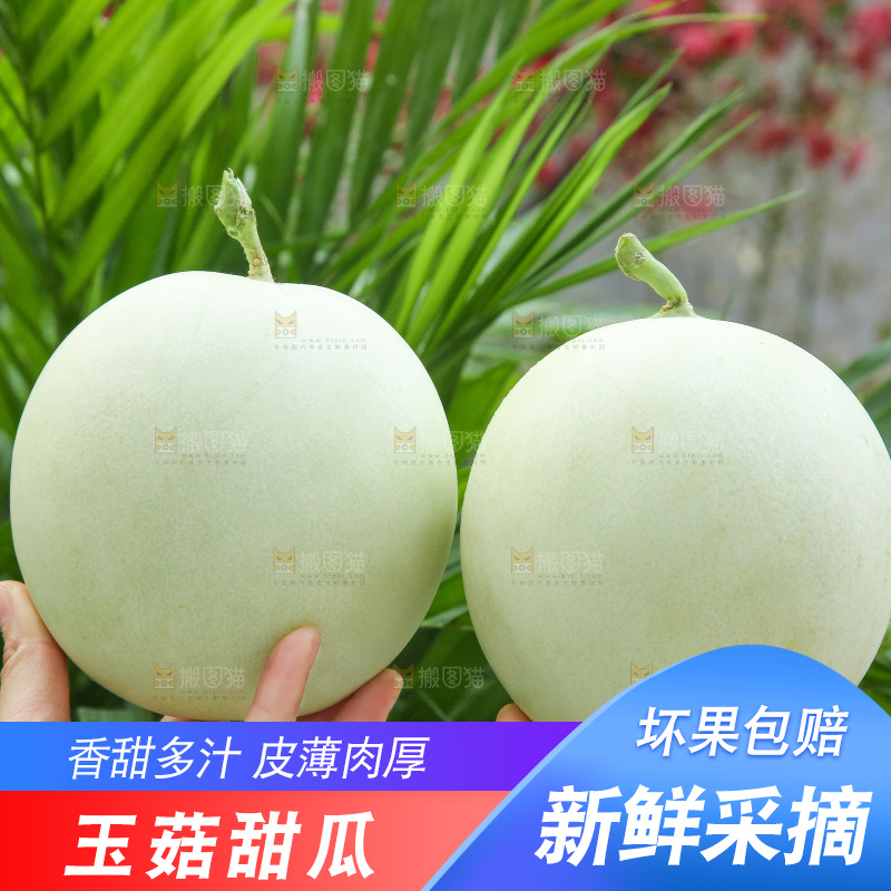 手里拿着玉菇甜瓜