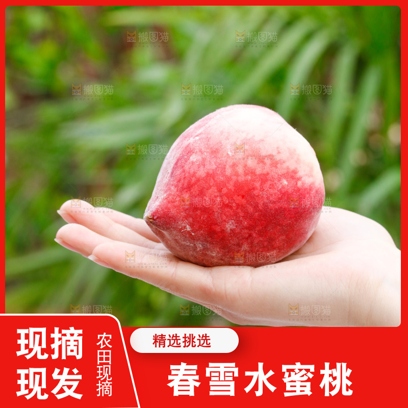 手里拿着春雪水蜜桃