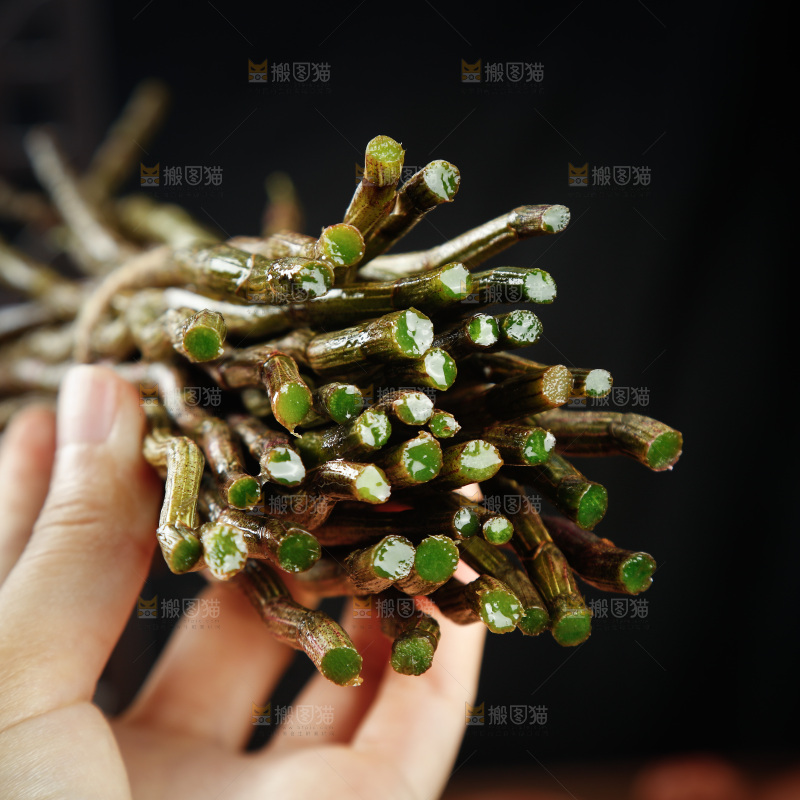 深底上的石斛鲜条