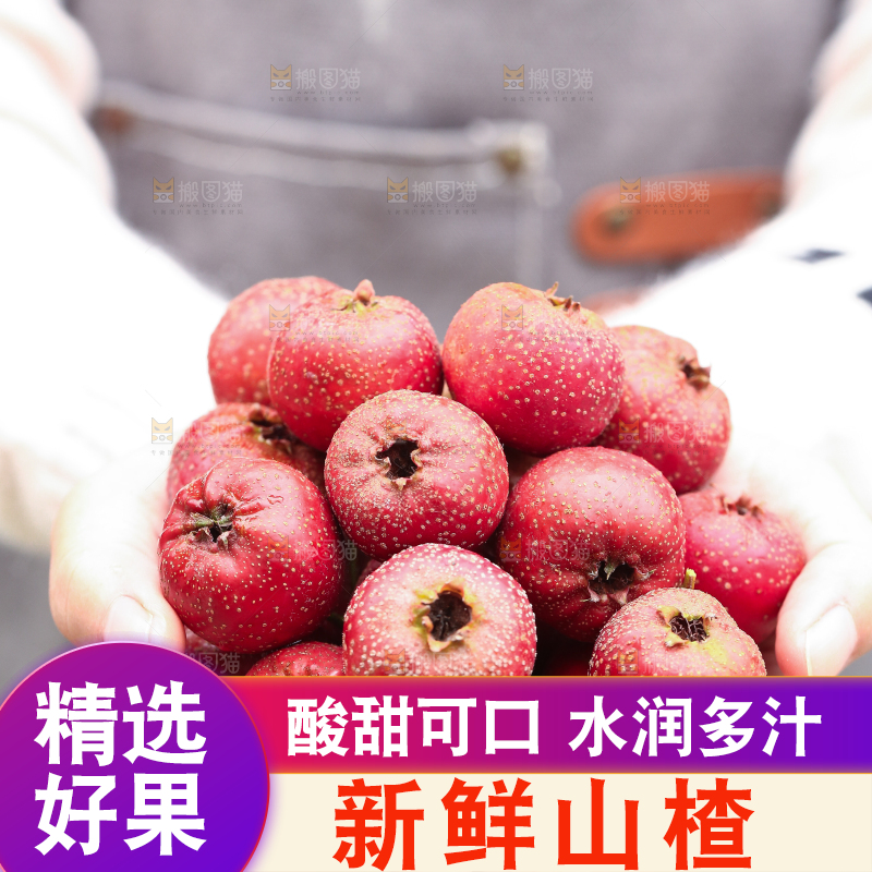手里拿着新鲜山楂