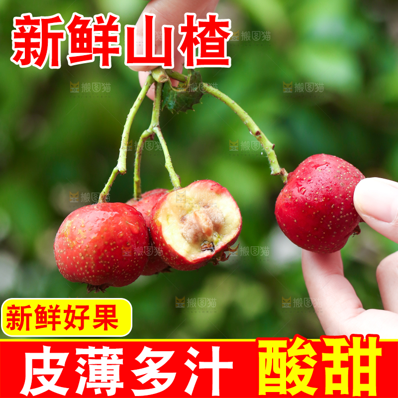 手里拿着新鲜山楂