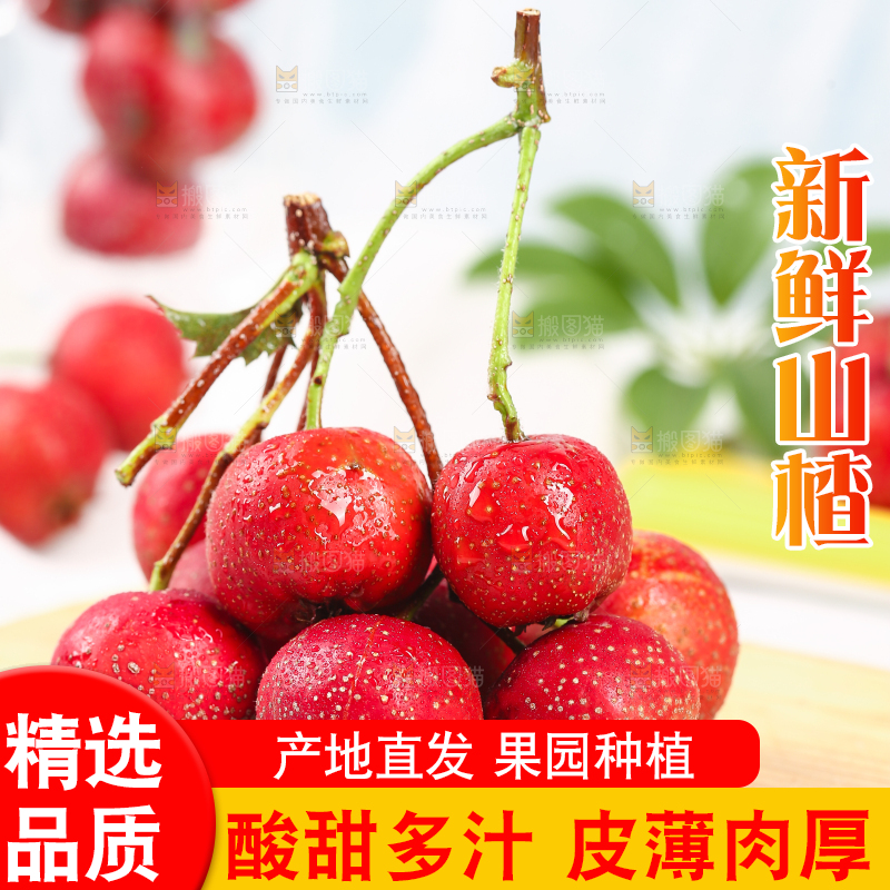 浅底上的新鲜山楂