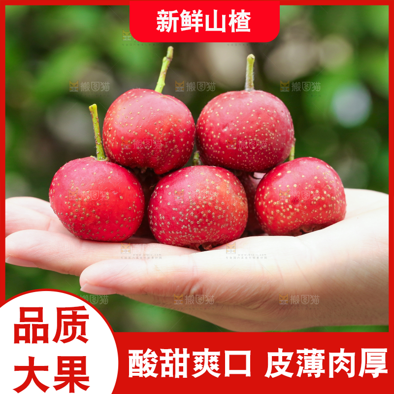手里拿着新鲜山楂