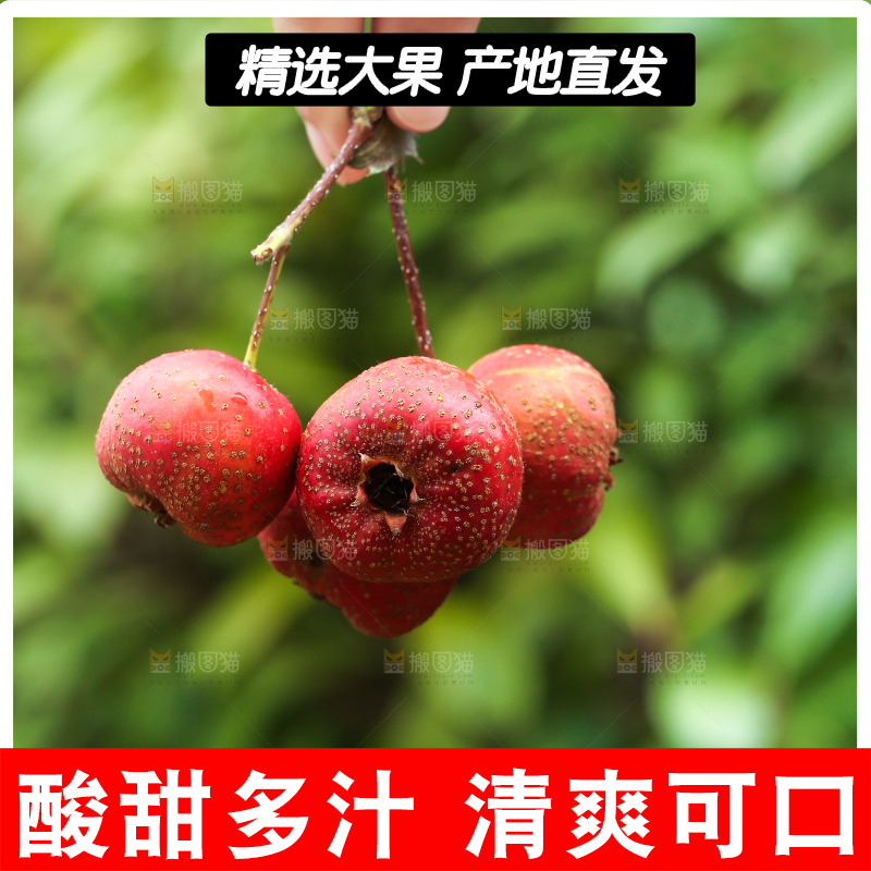 手里拿着新鲜山楂