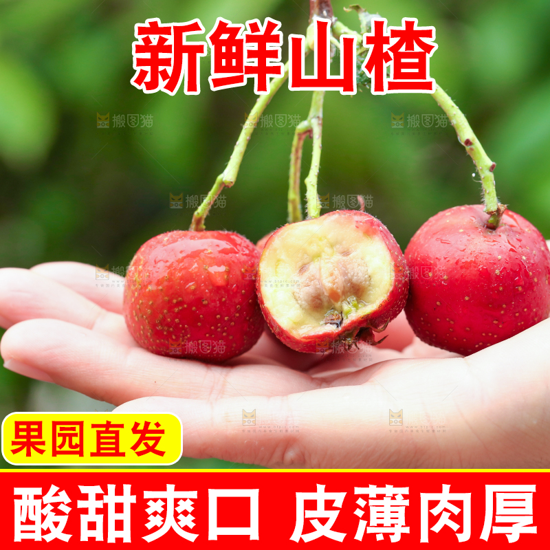 手里拿着新鲜山楂