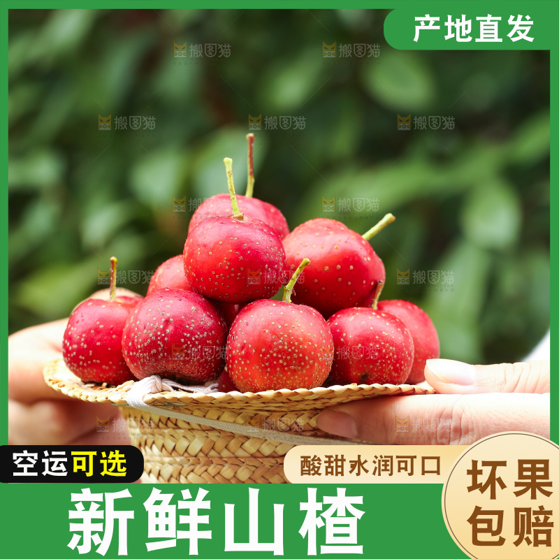 手里拿着新鲜山楂