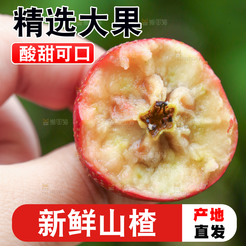 手里拿着新鲜山楂