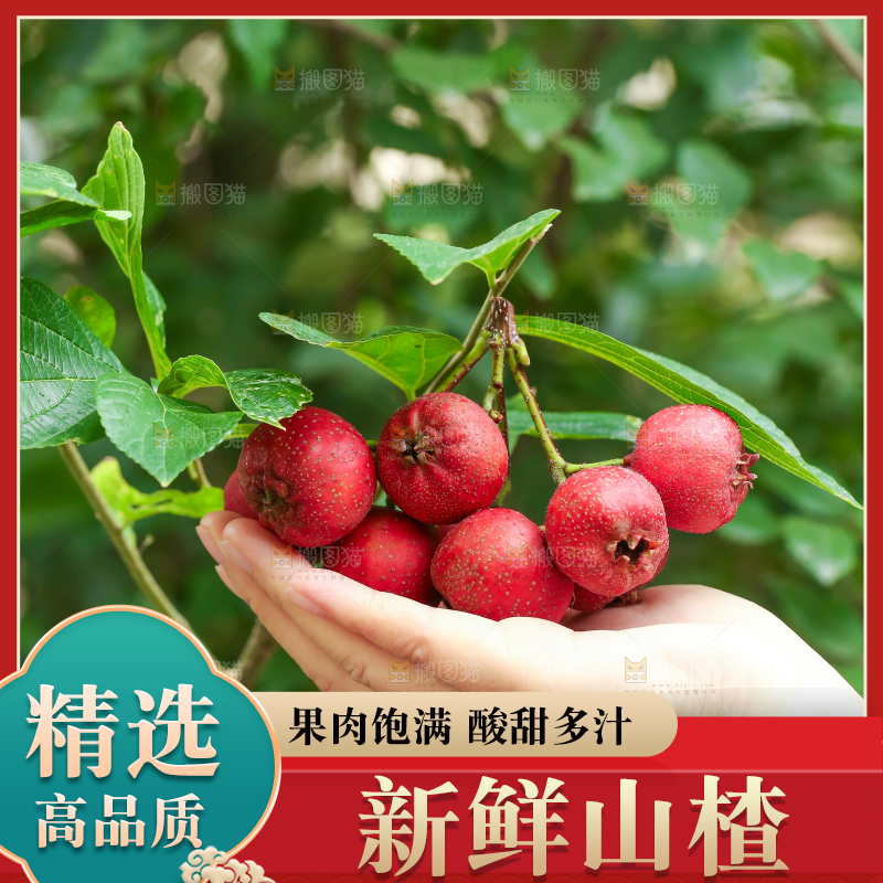 手里拿着新鲜山楂