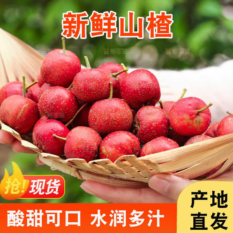 手里拿着新鲜山楂