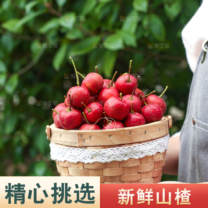 手里拿着新鲜山楂