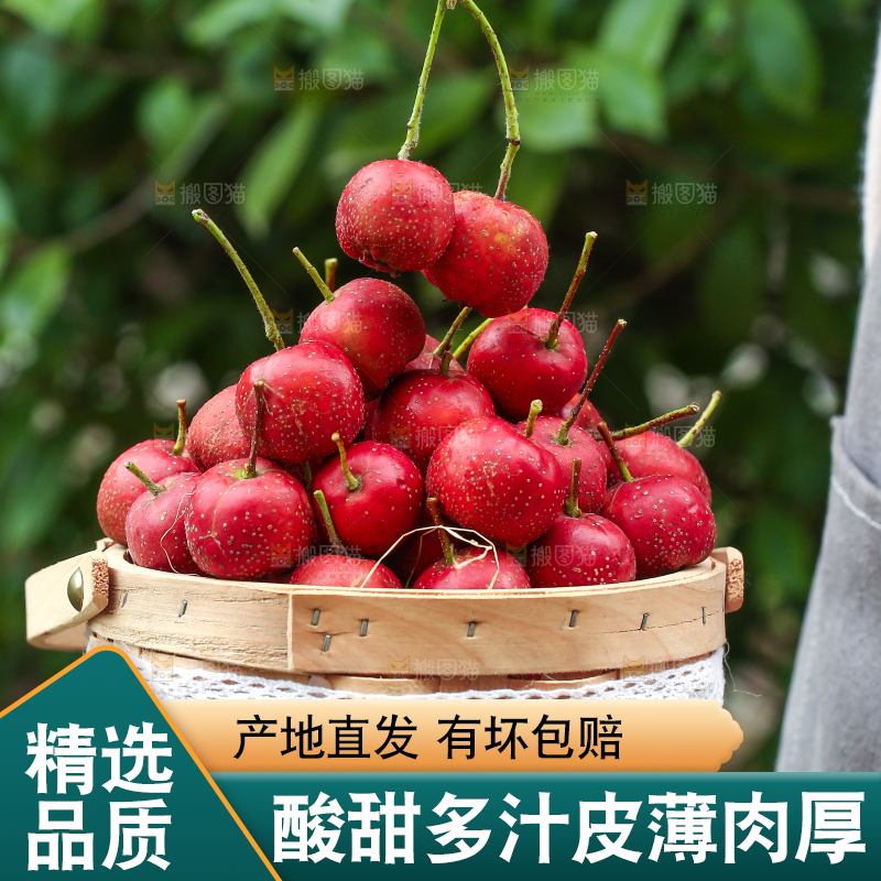 手里拿着新鲜山楂