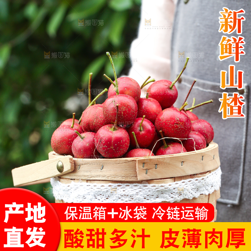 手里拿着新鲜山楂