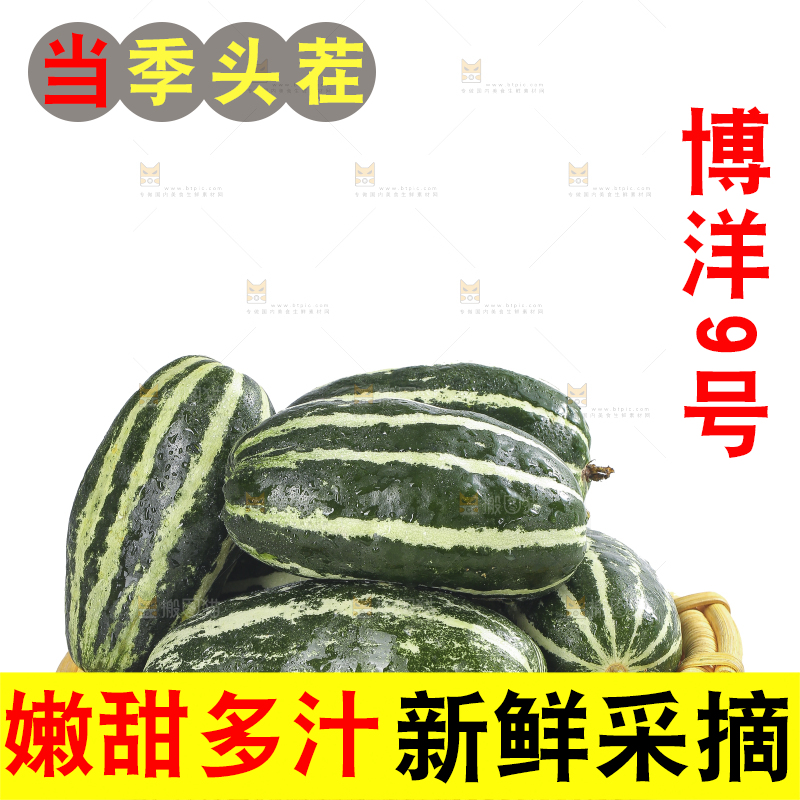 白底上的博洋9号