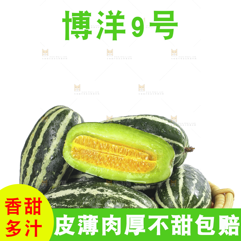 白底上的博洋9号
