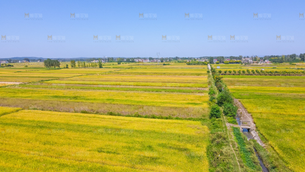 大片航拍稻田