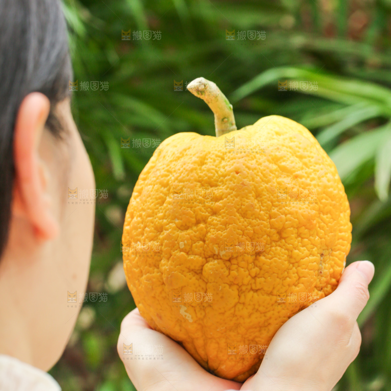 手里拿着香橼果