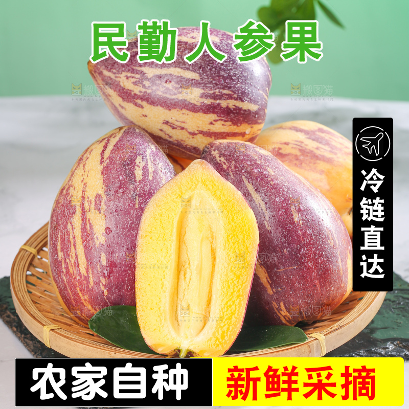 浅底上的民勤人参果