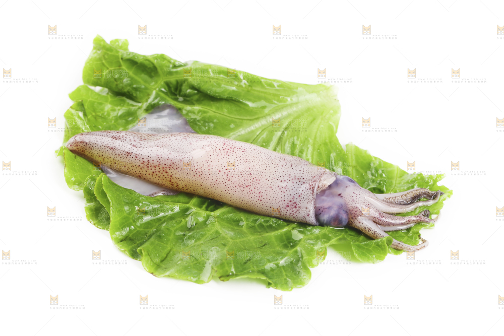 白底上的海兔