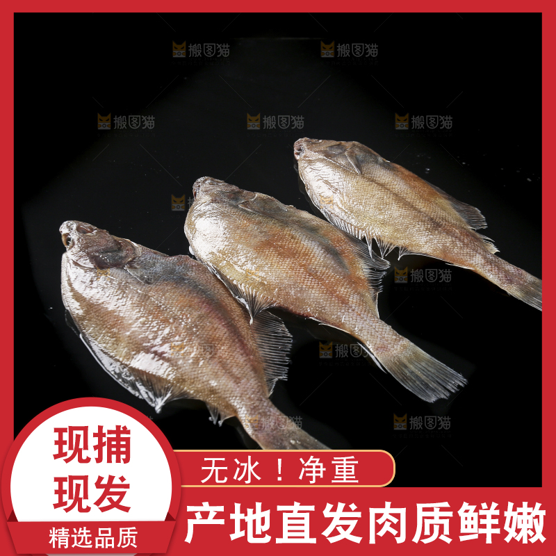 深底上的鲽鱼