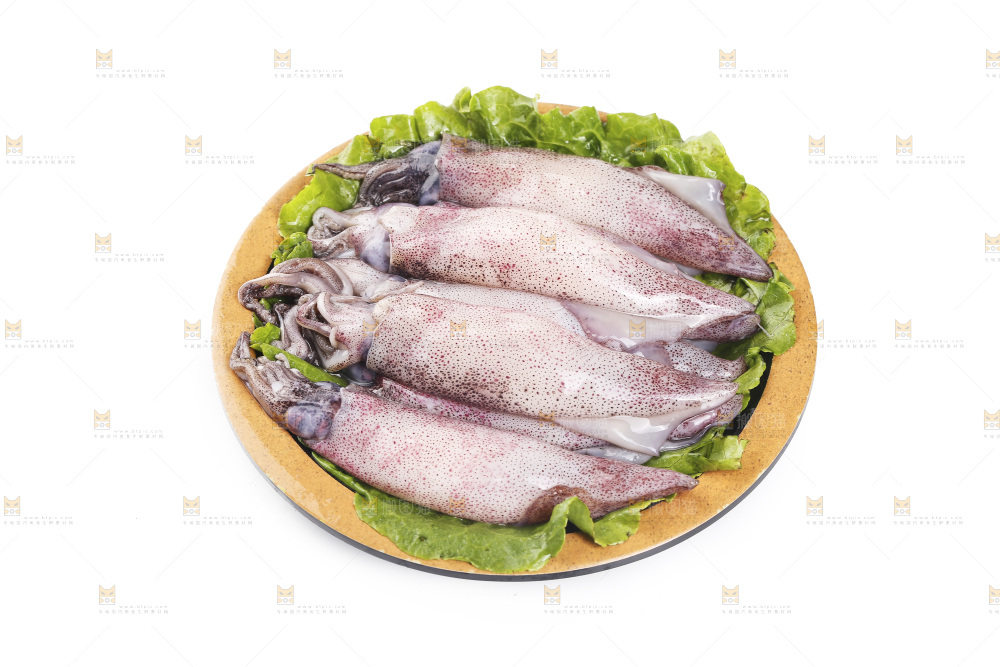 白底上的海兔