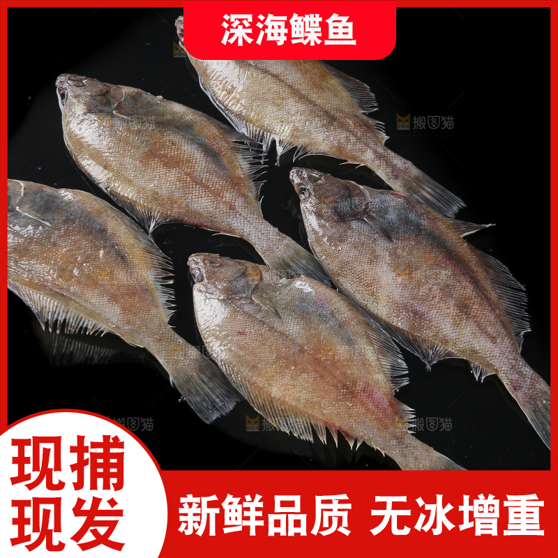 深底上的鲽鱼
