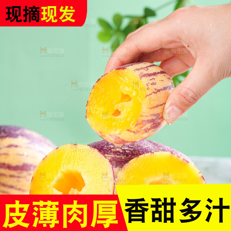 浅底上的民勤人参果