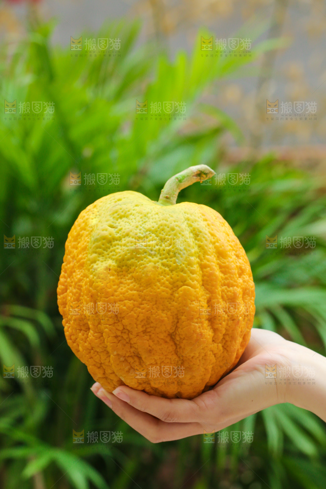 手里拿着香橼果