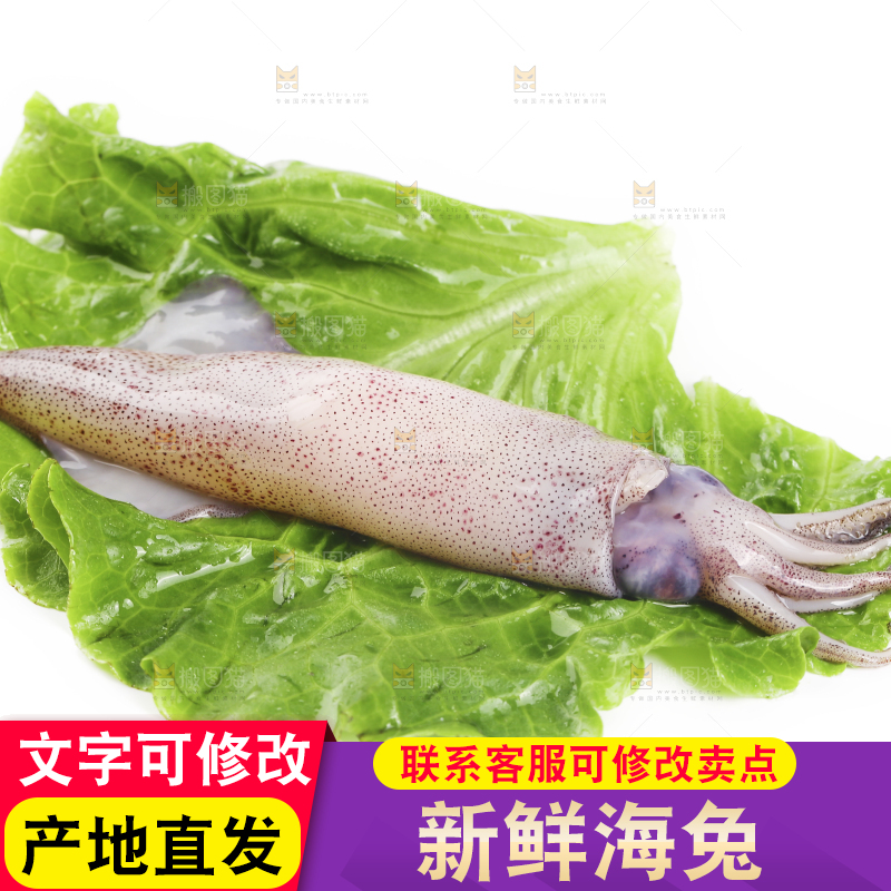 白底上的海兔