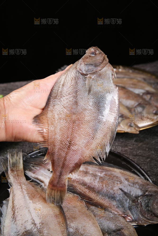 深底上的鲽鱼
