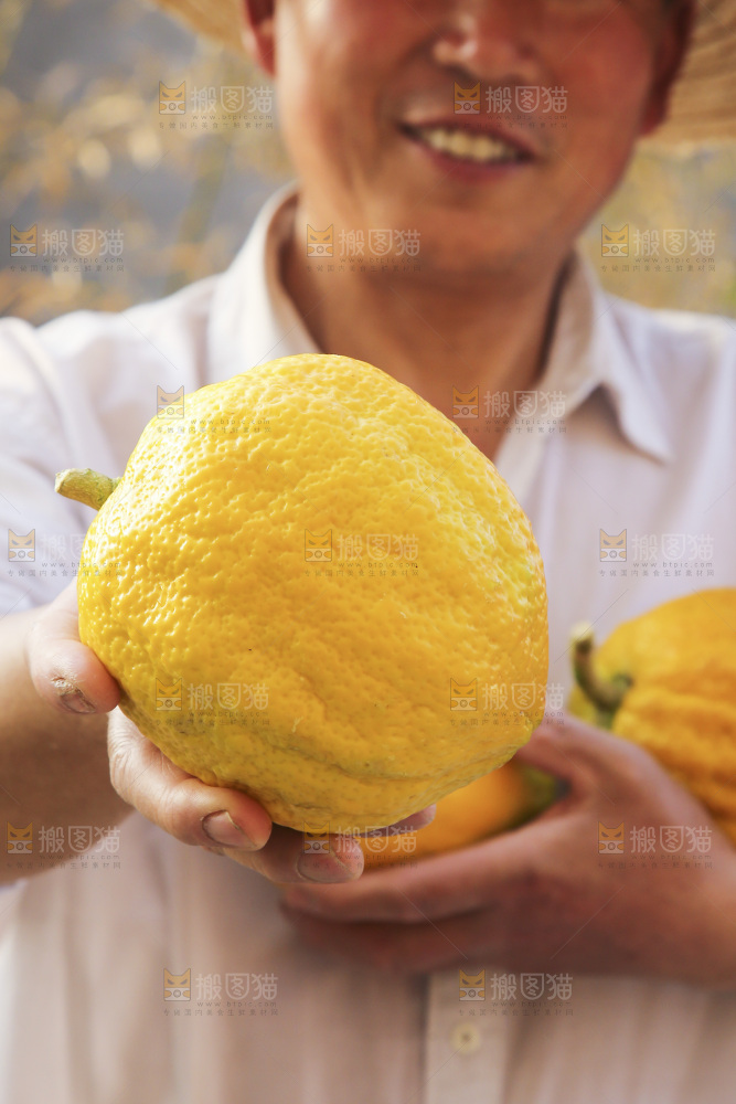 手里拿着香橼果