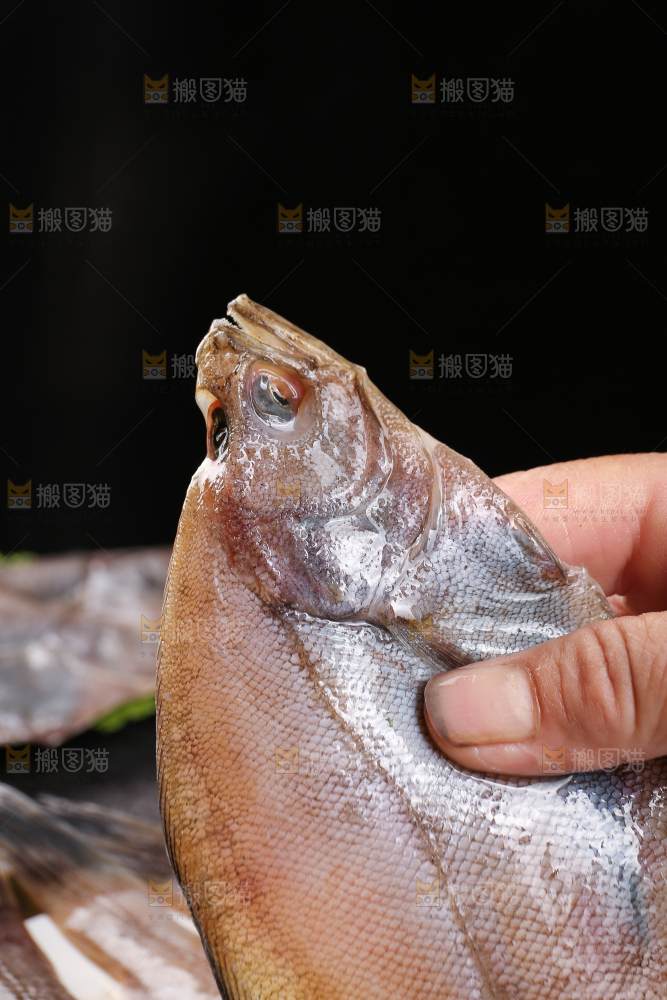 深底上的鲽鱼