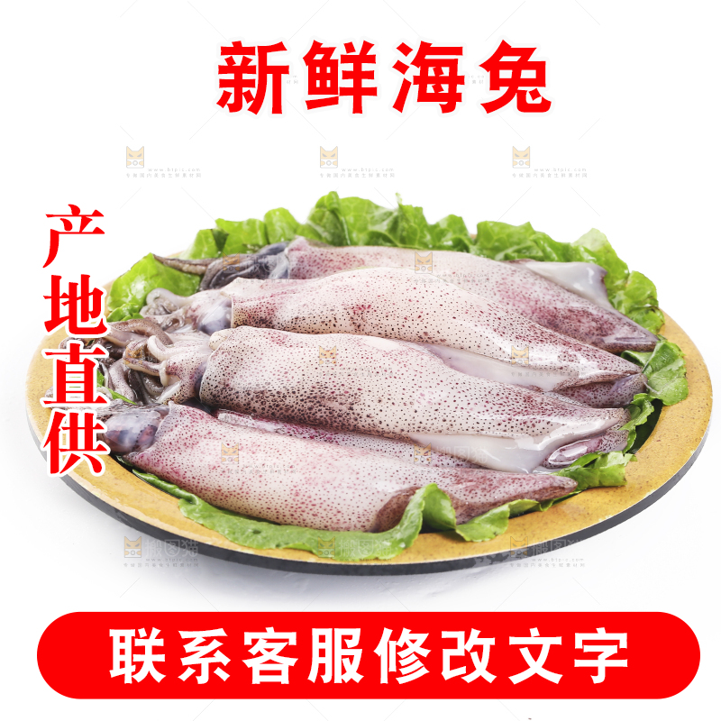 白底上的海兔