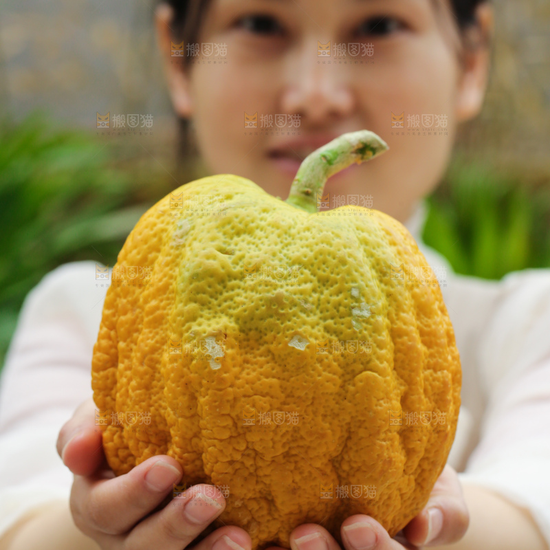 手里拿着香橼果