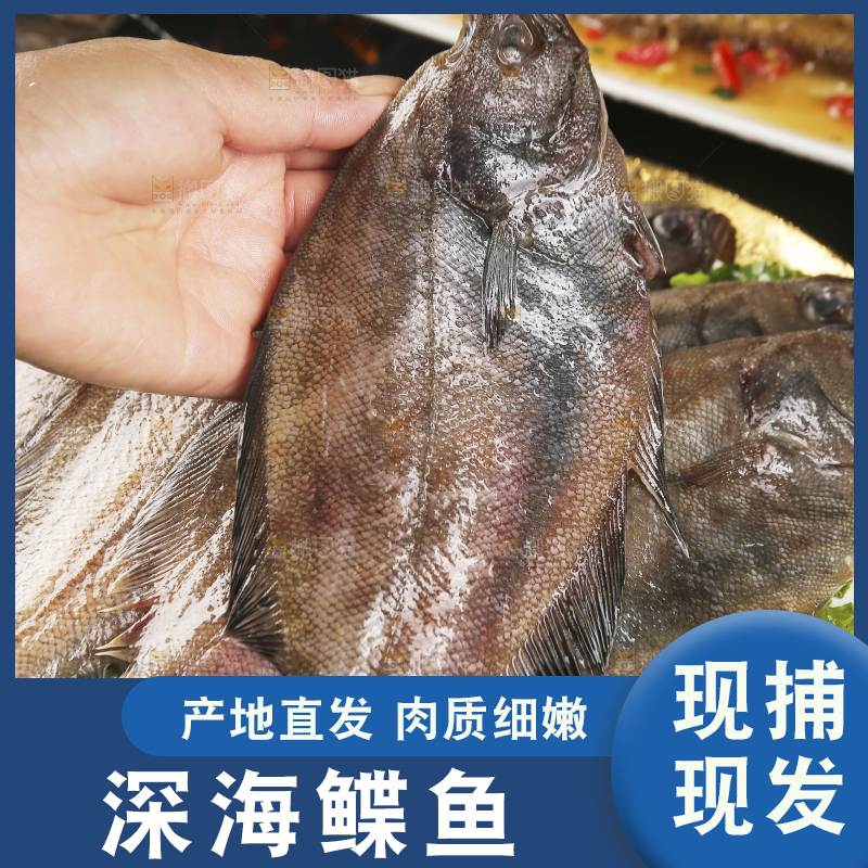 深底上的鲽鱼