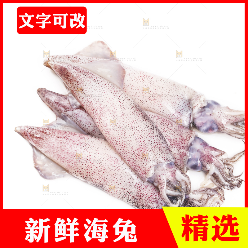 白底上的海兔