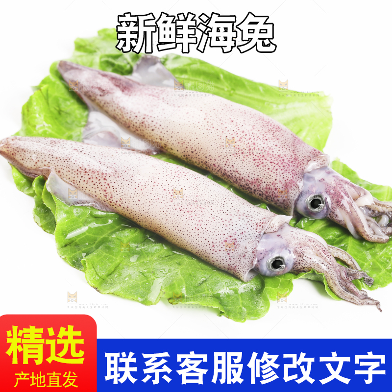 白底上的海兔