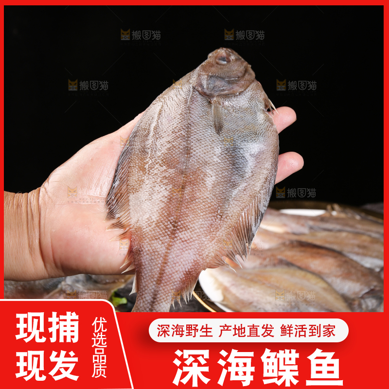 深底上的鲽鱼