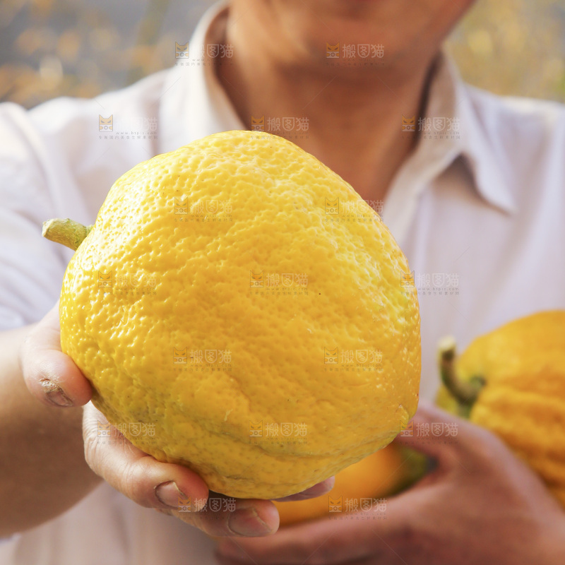 手里拿着香橼果