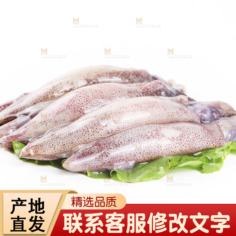 白底上的海兔